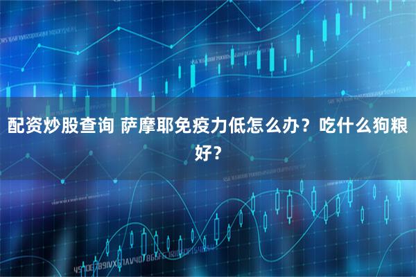 配资炒股查询 萨摩耶免疫力低怎么办？吃什么狗粮好？